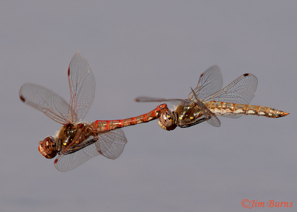 Variegated Meadowhawk pair in tandem, Maricopa Co., AZ, November 2021--1396