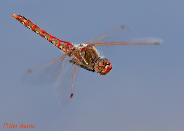 Variegated Meadowhawk male in flight, Maricopa Co., AZ, August 2023--2970