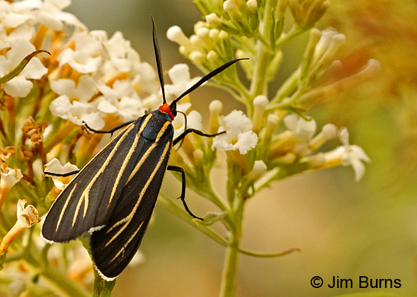Veined Ctenucha Moth on Butterfly Bush, Arizona