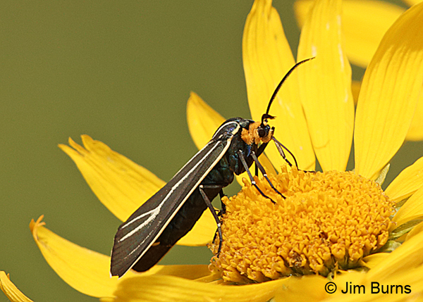 Veined Ctenucha Moth on coneflower, Arizona