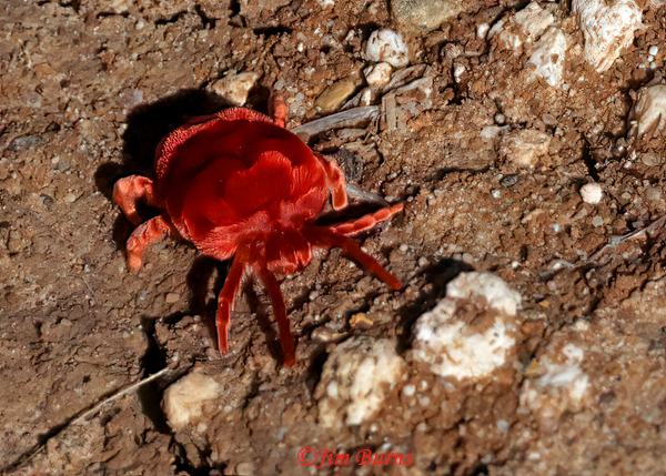 Velvet Mite--2034