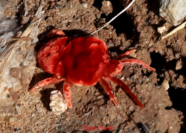 Velvet Mite--2042