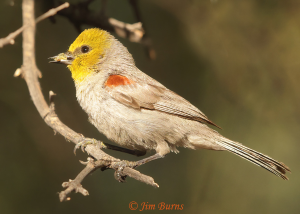 Verdin with grasshopper for nestlings #2--3169