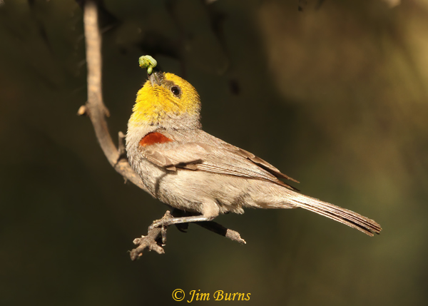 Verdin with green caterpillars looking up to nest--3183