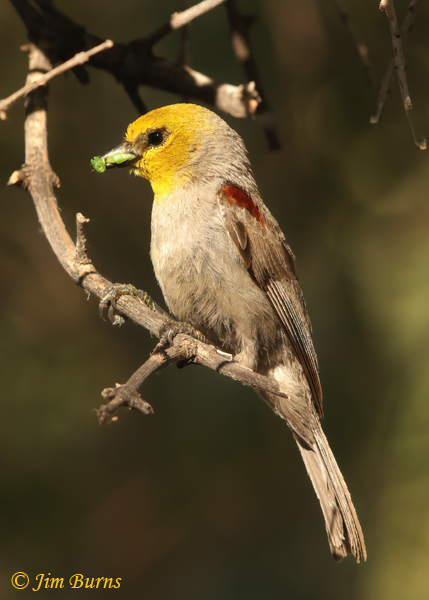 Verdin with green caterpillars for nestlings--3197