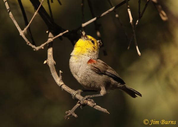 Verdin with aphid for nestlings--3205