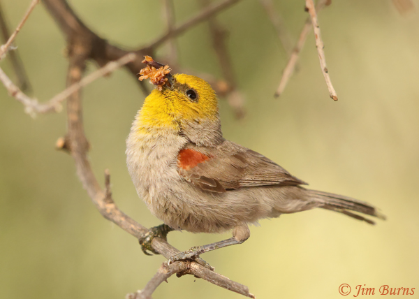 Verdin with scale insects looking up to nest--3311