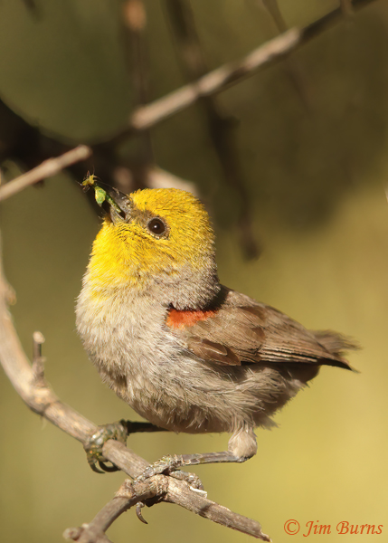 Verdin with insect looking up to nest--3355