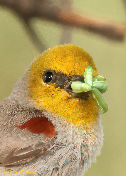 Verdin with green caterpillars for nestlings 2--3565--2