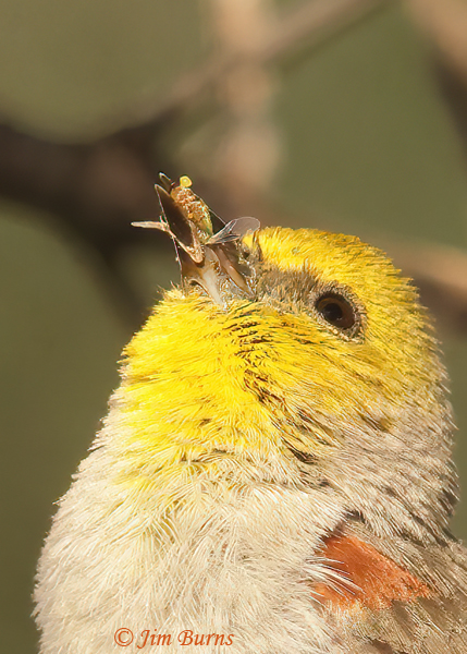 Verdin with gnat for nestlings--3633