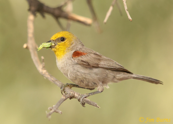 Verdin with green caterpillars for nestlings #3--3641