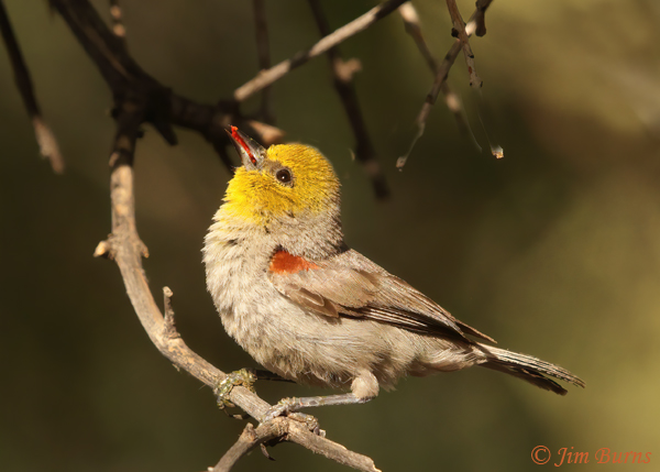 Verdin with insect grub for nestlings--3693