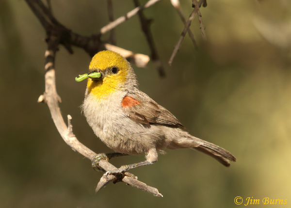 Verdin with green caterpillars for nestlings #4--3708