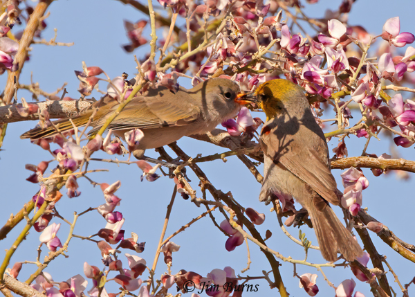 Verdin feeding juvenile in flowering Ironwood--4093