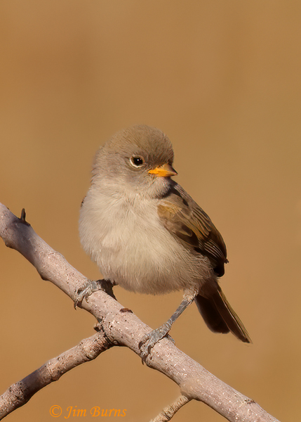 Verdin juvenile--4392