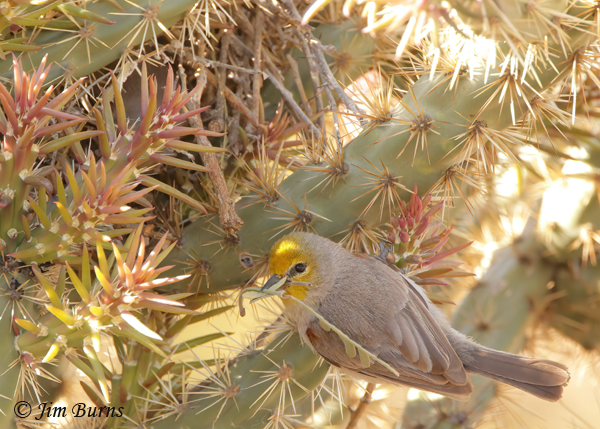 Verdin building nest in cactus--5309