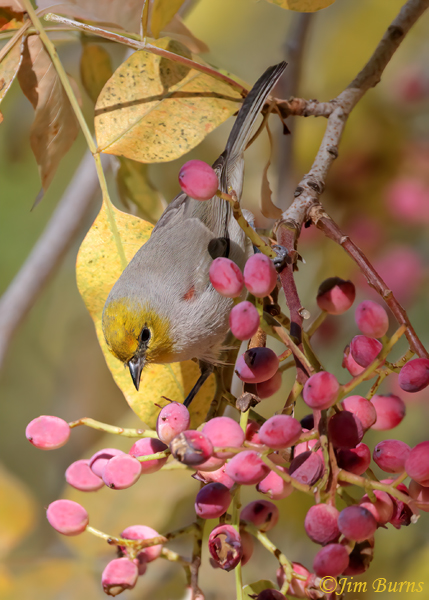 Verdin in Pistache berries--5724