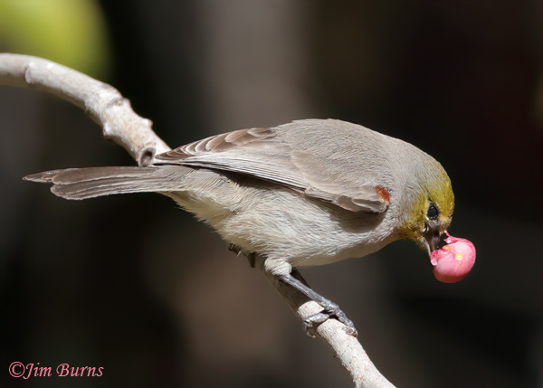 Verdin with Pistache berry--5778