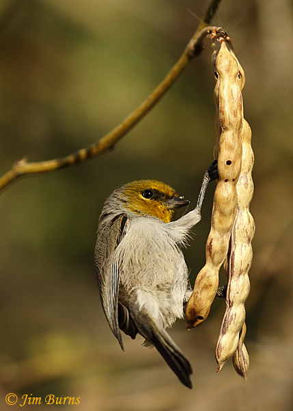 Verdin working mesquite bean pod--6277