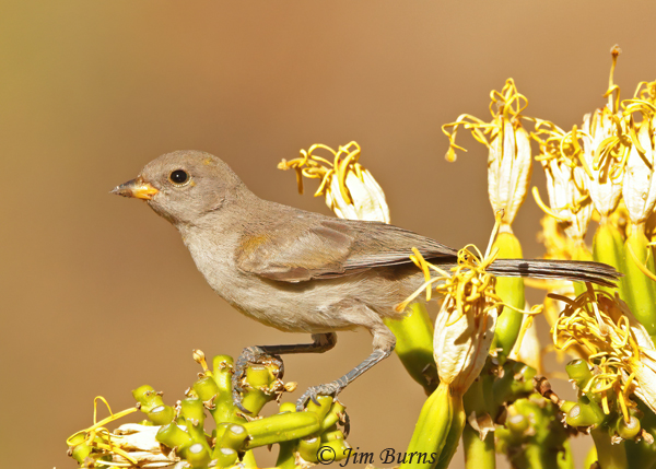 Verdin immature feeding in Agave--7024