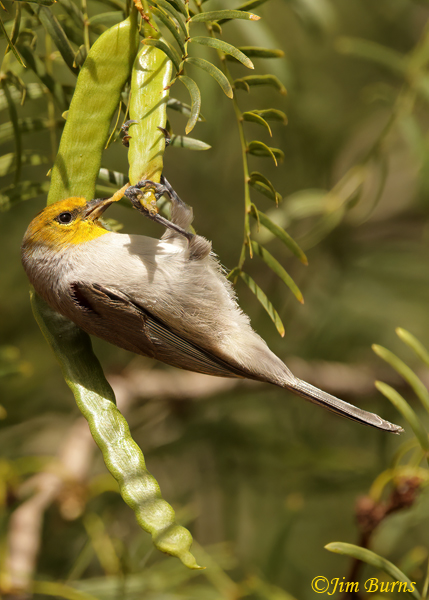 Verdin extracting caterpillar from Mesquite bean pod--7235