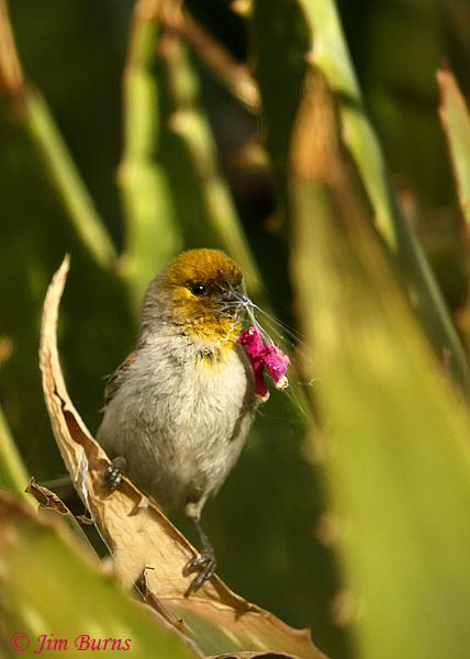 Verdin with flower petals caught in spider silk for nest construction--9344