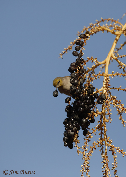 Verdin with Fan Palm berry--9462