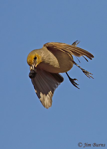 Verdin Fan Palm berry recovery--9516