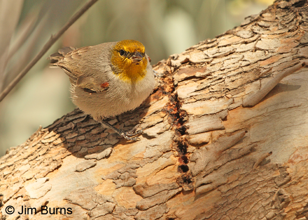 Verdin at sapsucker wells