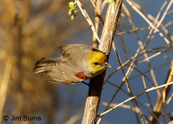 Verdin breeding season colors
