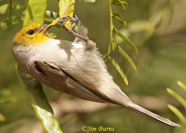 Verdin extracting caterpillar from Mesquite bean pod--7000