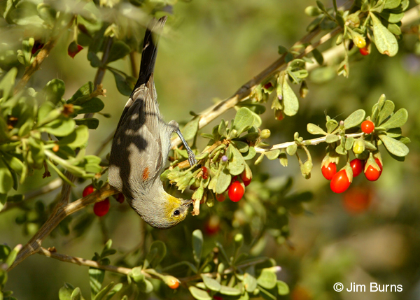 Verdin feeding on wolfberry