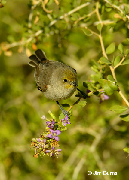 Verdin in flowering bush