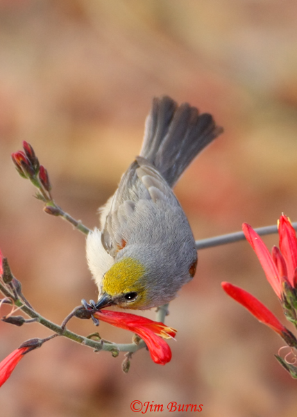 Verdin male at Chuparosa, close-up--1000
