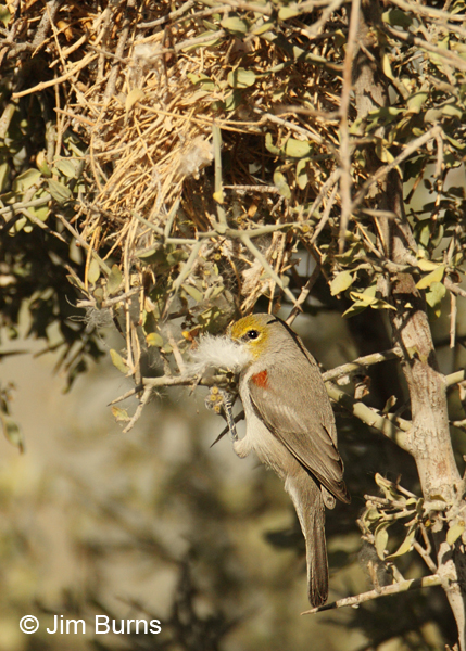 Verdin male with nesting material
