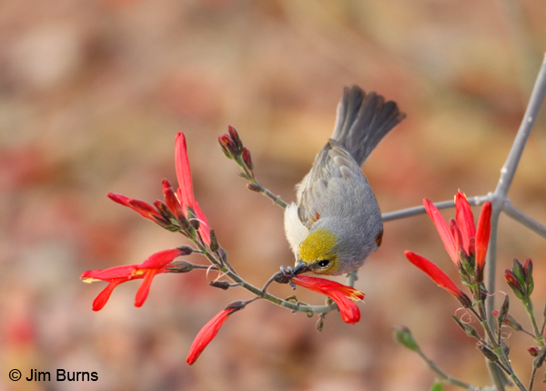 Verdin male gleaning nectar from Chuparosa