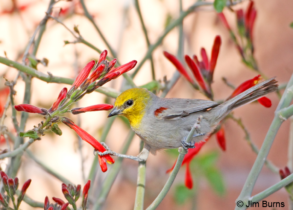 Verdin male holding Chuparosa petal with foot
