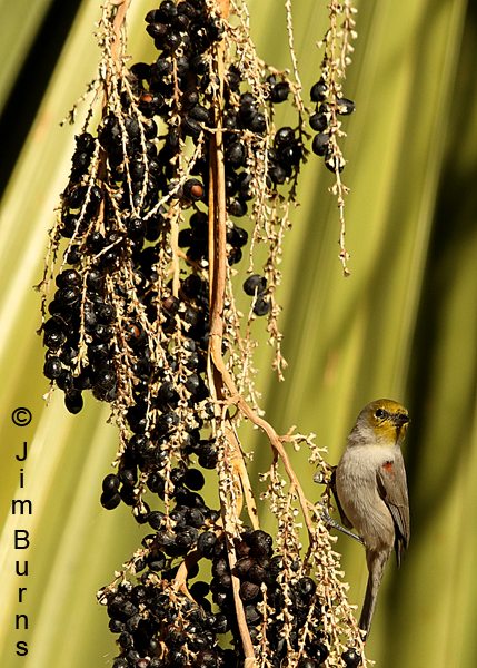 Verdin on Fan Palm vertical