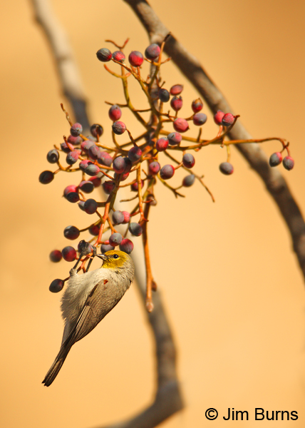 Verdin on Netleaf Hackberry