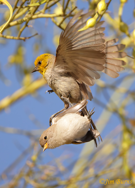 Verdins, parent and juvenile tumbling out of Palo Verde--3050