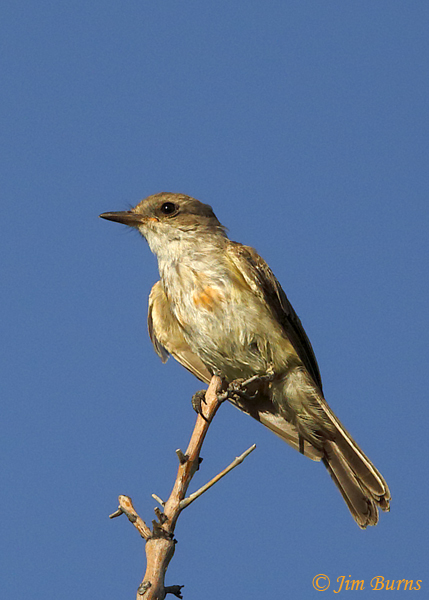 Vermilion Flycatcher juvenile #2--0690