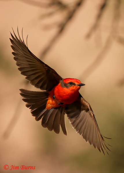 Vermilion Flycatcher male from below--7737