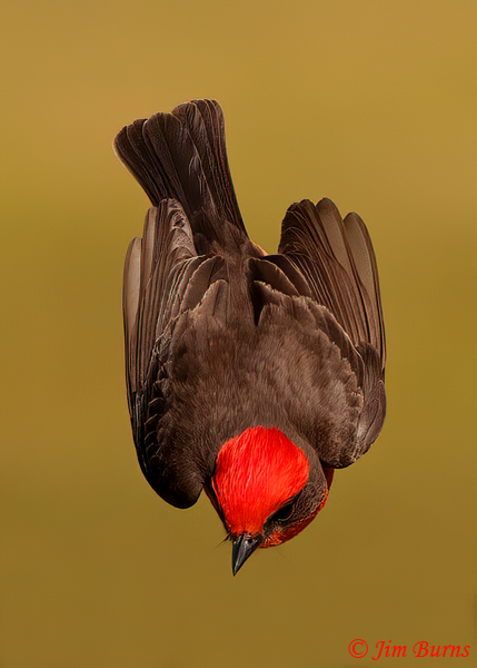 Vermilion Flycatcher from above--8107