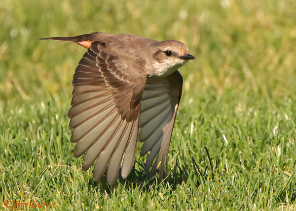Vermilion Flycatcher female chasing moths--6348