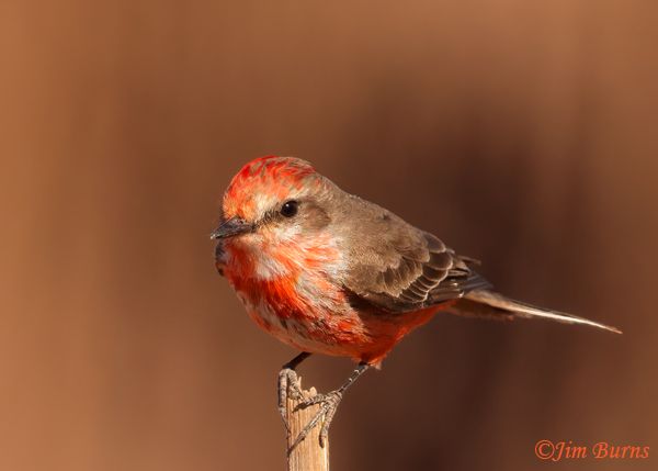 Vermilion Flycatcher male, formative plumage coming into red--3249