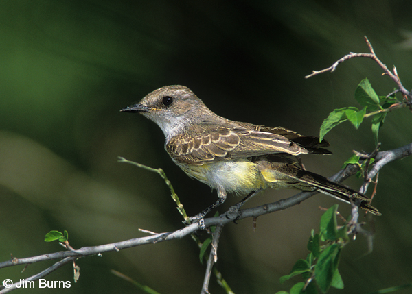 Vermilion Flycatcher first year female