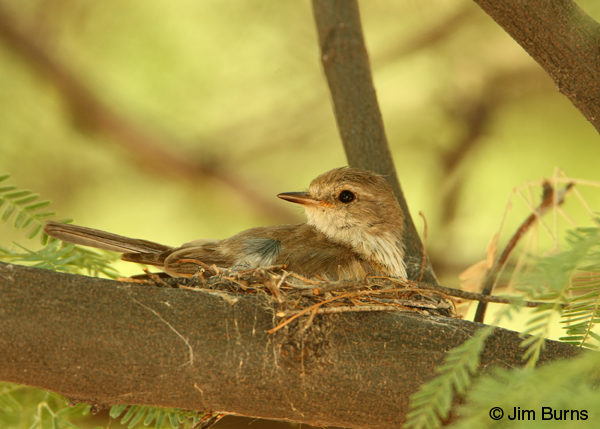 Vermilion Flycatcher female on nest