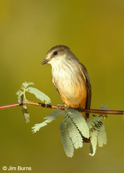 Vermilion Flycatcher female