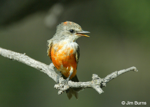 Vermilion Flycatcher first year year male