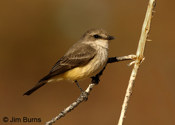 Vermilion Flycatcher immature female